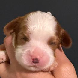 Blenheim girl 1 - Blenheim female Cavalier King Charles Spaniel puppy in Queen Creek, Arizona from Andresen's Cavaliers