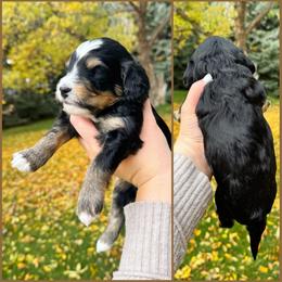 Willie - Tri-color male Bernedoodle puppy in Idaho Falls, Idaho from Idahome Doodle