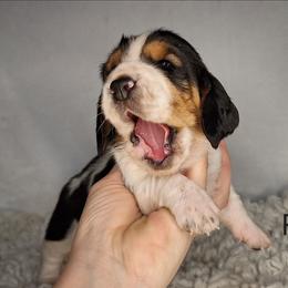 Flower - Black brown and white female Basset Hound puppy in Mack's Creek, Missouri from Mack's Creek Basset Hounds
