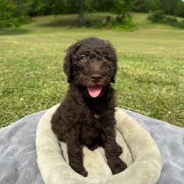 Ganache - Brown male Poodle puppy in Atlanta, Georgia from Wilkins Farm