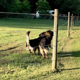 German Shepherd and Miniature American Shepherd Puppies from Bouchard’s Best Shepherds