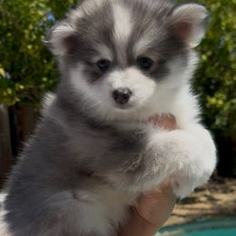 Princess - Blue female Pomsky puppy in Discovery Bay, California from Royal Pomskies