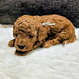 Reuben - Red  male Goldendoodle puppy in Forest, Ohio from Mini Doodle Buddies