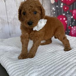 Milly - Red  female Poodle puppy in Cape Coral, Florida from Ruby the poodle