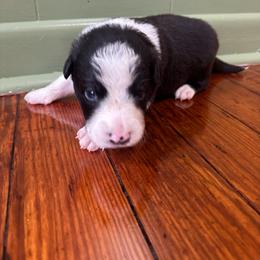 Yoda - Black and white male Border Collie puppy in Winnsboro, Texas from Pecan Grove Pups
