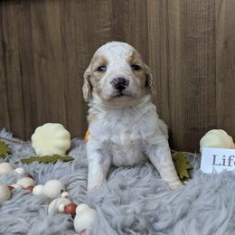 Poodle Puppies from Celestial Jewels Poodles