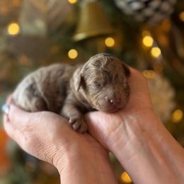 E-Yellow Girl - Merle female Goldendoodle puppy in Lewisville, Texas from Texas Goldendoodle Lovers