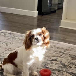 Cavalier King Charles Spaniel Puppies from Parks Cavaliers