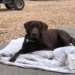 Labrador Retrievers from Mae-Ple Farms Labradors