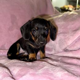 Minnie Mouse - Black and tan female Dachshund puppy in Magnolia, Texas from J&R Macias Dachshunds