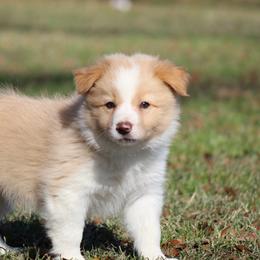 Boy 3 - Gold male Border Collie puppy in Tylertown, Mississippi from Cool Meadow Farms