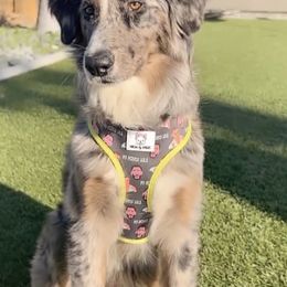 Aussiedoodle and Poodle Puppies from Socal Aussiedoodles