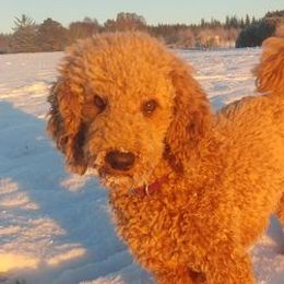 Border Collies and Poodles from Heidi Mendoza