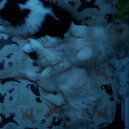 Shih Tzu Puppies from N.F.S.T Imperial ShihTzu Puppies.