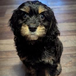 Jet - Black and tan male Cavapoo puppy in Portland, Oregon from WW Cavapoos