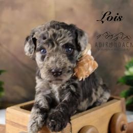 Bernedoodle and Goldendoodle Puppies from Adirondack Poodles Goldendoodles,Bernedoodles & Schnoodles