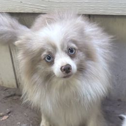 Pomeranians and Pomskies from Robinson Pomski