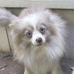 Pomeranians and Pomskies from Robinson Pomski