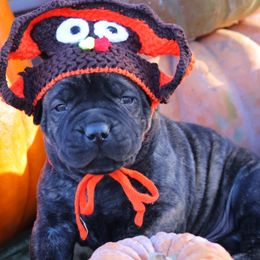 Red Collar Male - Brindle male Boerboel puppy in Lubbock, Texas from Bushido Boerboels