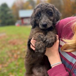 Juneau - Sable female Poodle puppy in St. Johnsbury, Vermont from Poodles of the Northern Woods