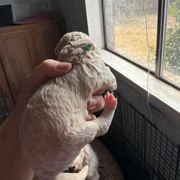 Baby blue - Cream male Goldendoodle puppy in Arlington, Texas from Chambers Doodle Patch