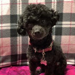 Dulcya - Poodle