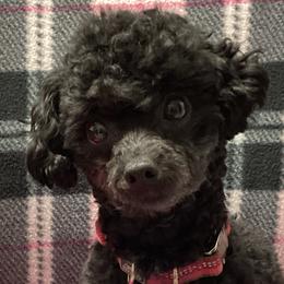 Dulcya - Poodle