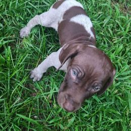 Boy 3 - German Shorthaired Pointer puppy from Dow Family