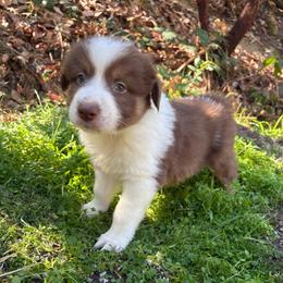 Jack - Red tri-color male Australian Shepherd puppy in Grants Pass, Oregon from Carmel Mountain Aussies