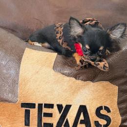 Extra Tiny , Tiffany 8900 - Chocolate and tan female Chihuahua puppy in Burleson, Texas from Tiny Diiamond Chihuahua Boutique
