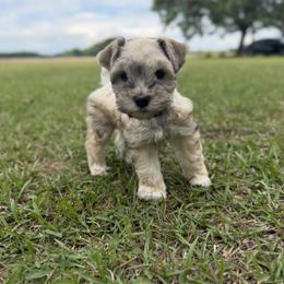 Miniature Schnauzer Puppies from Rooted Hearts Miniature Schnauzers