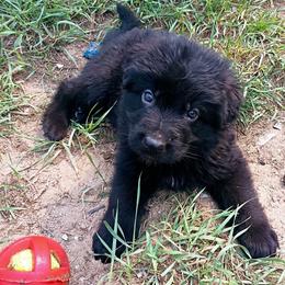 German Shepherd Puppies from Furman German Shepherds