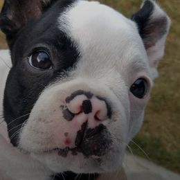 Boston Terriers from Linda Ruediger's Boston Terriers