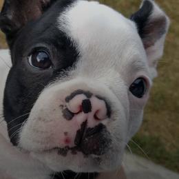 Boston Terriers from Linda Ruediger's Boston Terriers
