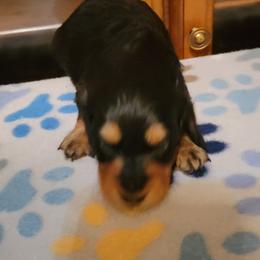 Dachshund Puppies from CLARK'S BREEDING PROGRAM