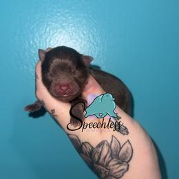 Pascal - Chocolate and tan male Pomeranian puppy in Perry County, Ohio from Speechless Pom’s