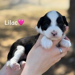 Lilac - Black tri-color female Aussiedoodle puppy in Lancaster, Minnesota from Finney Ranch