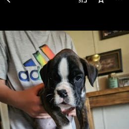 Boxer and Shih Tzu Puppies from L&L European Boxers and Shih Tzus