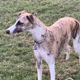 Winnie - Whippet
