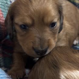 Red dapple little girl - Dapple female Dachshund puppy in Coeburn, Virginia from Southern Sweetheart Kennels