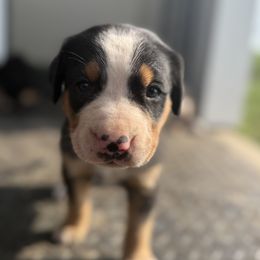 Yellow girl - Black, white and red female Greater Swiss Mountain Dog puppy in Woodland, Washington from Woodland Swissie’s