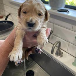 Goldendoodle Puppies from Golden Lily Doodles