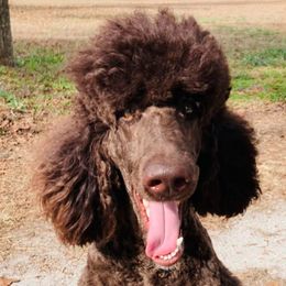 Goldendoodles from Doodles von Fletcher