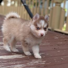 Bosco -Male blue eyes - Chocolate male Pomsky puppy in Hurleyville, New York from My Crazy Pomskys