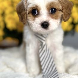 Bernedoodle and Cavapoo Puppies from Apricot Roots Doodles
