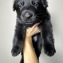 German Shepherd Puppies from Carbon Bold K9 Services