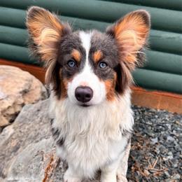Yuki - Pembroke Welsh Corgi