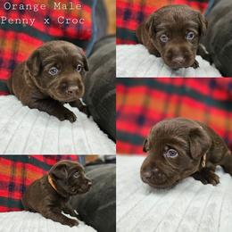 Orange Collar - Chocolate male Labrador Retriever puppy in Boyd, Minnesota from Lindley Labradors