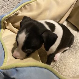 Girl 2 - Italian Greyhound puppy in Frederick, Maryland from Celeste Italian Greyhounds