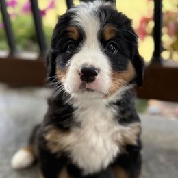 Bingo - Tri-color female Bernese Mountain Dog puppy in Gardner, Kansas from Faith and Family Farm